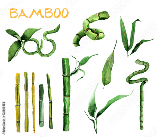 Bamboo wild and indoor watercolor set. Template for decorating designs and illustrations. photo