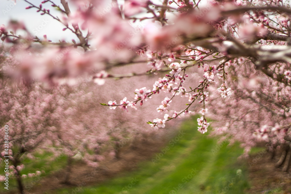Fototapeta premium Peach blossoms