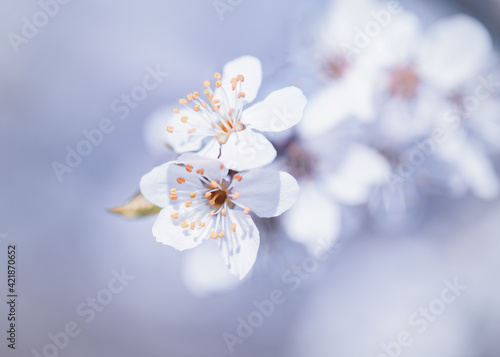 Białe kwiaty wiśni (Cherry blossom). Sezon wiosenny