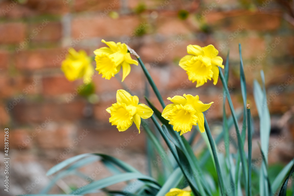 Yellow daffodil growing in a garden are often a sign of springtime and a symbol associated with Easter