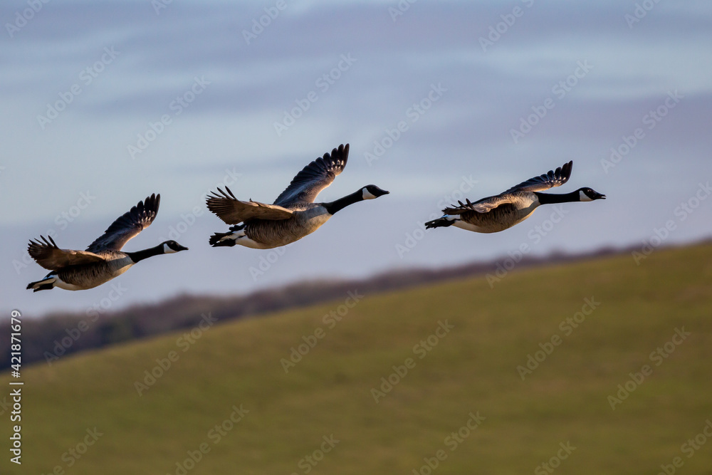 Obraz premium Canada Geese Flying over the South Downs in Sussex