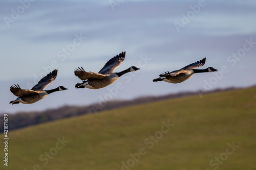 Fototapete Canada Geese Flying over the South Downs in Sussex