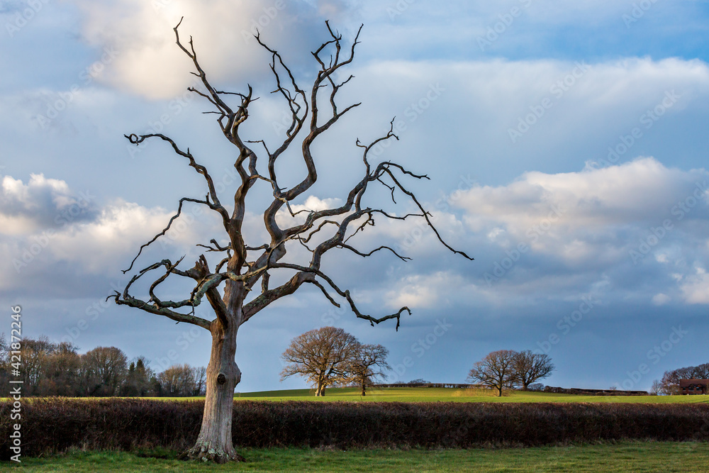 A Rural Sussex Landscape with Bare Trees A Rural Sussex Landscape with Bare Trees