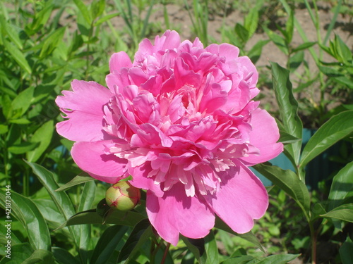 Beautiful pink peony with a bud close-up on a blurry background in the garden.