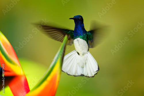 White-necked jacobin - Florisuga mellivora also great jacobin or collared hummingbird, Mexico, south to Peru, Bolivia and south Brazil, Tobago and Trinidad, flying and feedind bird