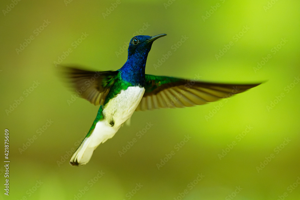 Fototapeta premium White-necked jacobin - Florisuga mellivora also great jacobin or collared hummingbird, Mexico, south to Peru, Bolivia and south Brazil, Tobago and Trinidad, flying and feedind bird