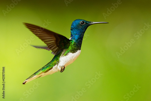 White-necked jacobin - Florisuga mellivora also great jacobin or collared hummingbird  Mexico  south to Peru  Bolivia and south Brazil  Tobago and Trinidad  flying and feedind bird