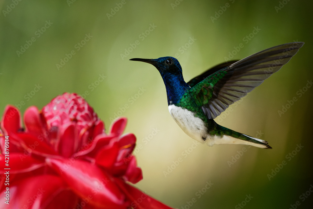 White-necked jacobin - Florisuga mellivora also great jacobin or collared hummingbird, Mexico, south to Peru, Bolivia and south Brazil, Tobago and Trinidad, flying and feedind bird White-necked jacobin - Florisuga mellivora also great jacobin or collared hummingbird, Mexico, south to Peru, Bolivia and south Brazil, Tobago and Trinidad, flying and feedind bird