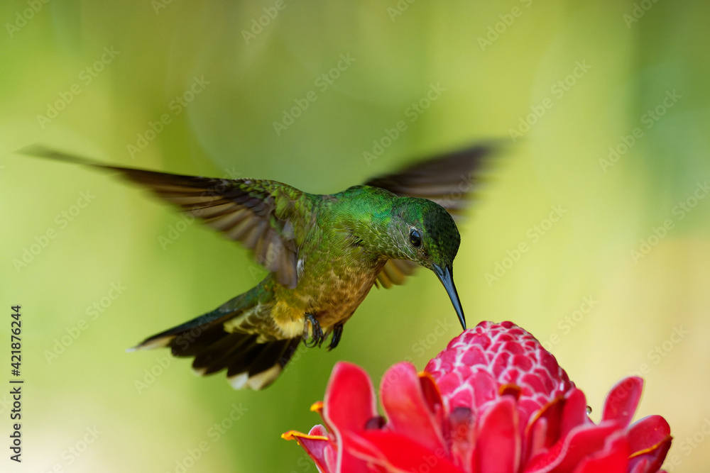 Fototapeta premium Scaly-breasted hummingbird - Phaeochroa cuvierii species of hummingbird in the family Trochilidae, green bird flying and feeding on the pink red blossom bloom flower