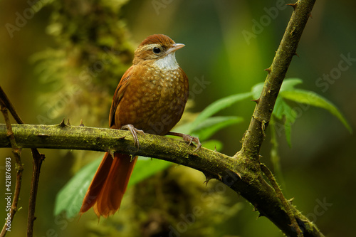 Canvas Print Ruddy Treerunner - Margarornis rubiginosus a passerine forest bird which is ende