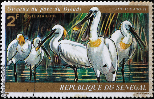 Eurasian spoonbills on african postage stamp