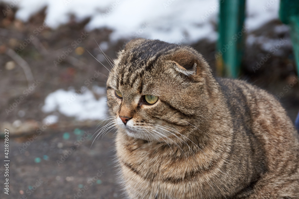 Spring. A domestic cat walks in the yard of the house and gains an appetite. Spring. A domestic cat walks in the yard of the house and gains an appetite.