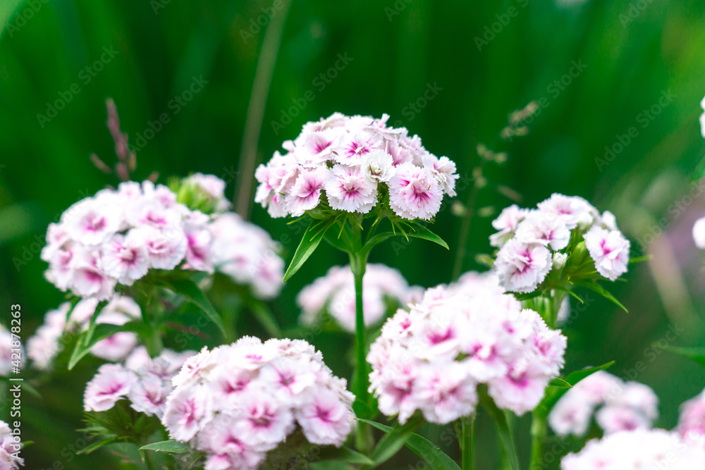 Natural floral background with lush inflorescence of white Turkish carnations (Dianthus barbatus). Beautiful backdrop with flowers Natural floral background with lush inflorescence of white Turkish carnations (Dianthus barbatus). Beautiful backdrop with flowers