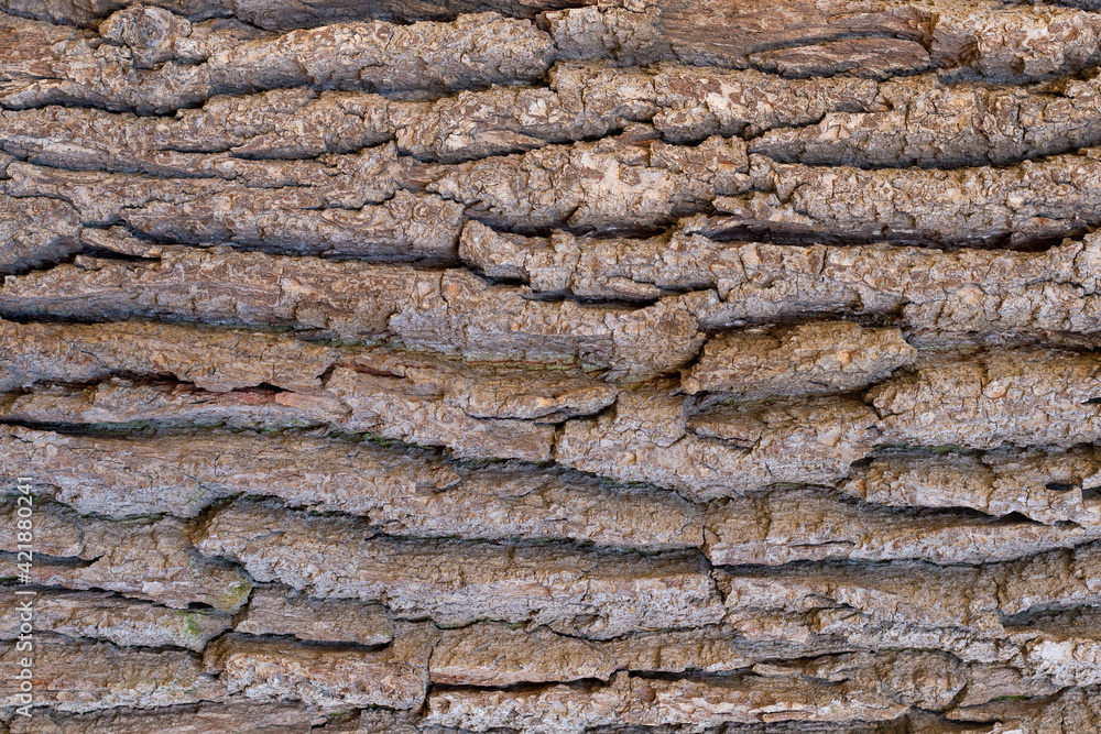 A horizontal shot of tree bark structure as a background. Seamless pattern of the wood A horizontal shot of tree bark structure as a background. Seamless pattern of the wood