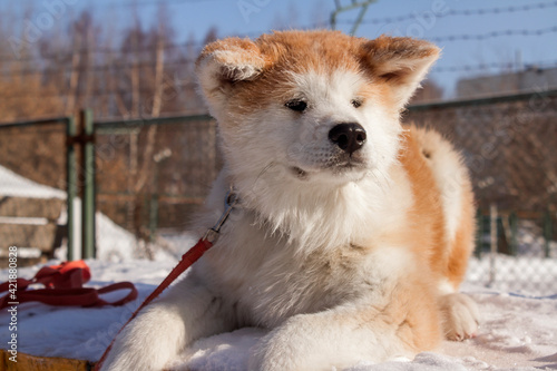 portrait of red-haired dog Shiba inu in winter in the snow