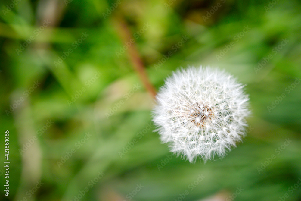 Dandelion seed pod in a beautiful background Dandelion seed pod in a beautiful background