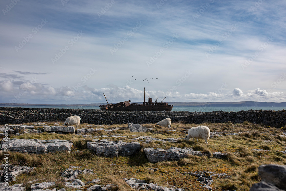 Landscape with old, rusty shipwreck, three sheep eating grass on a sunny autumn day with blue sky, some clouds and birds flying in background. on Inisheer island, the smallest of Aran islands.