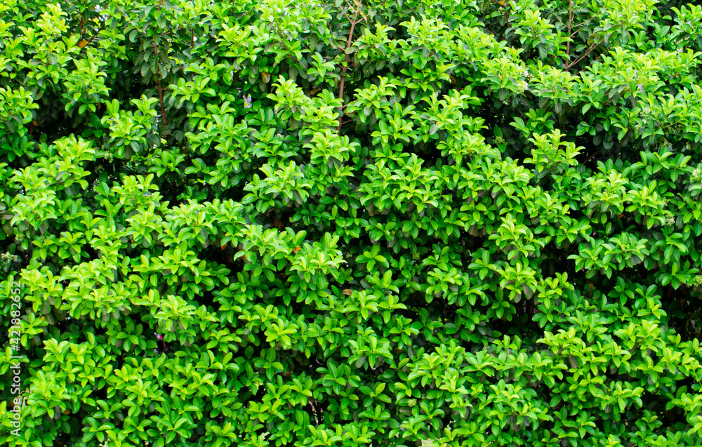 green moss background green moss background