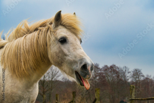 Pferd mit herausgestreckter Zunge © Prieshof PixEL