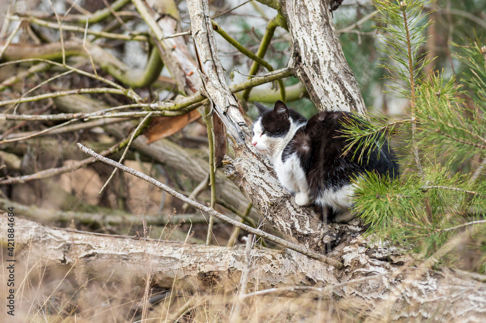 Katze ruht sich auf einem abgestorbenen Ast aus 