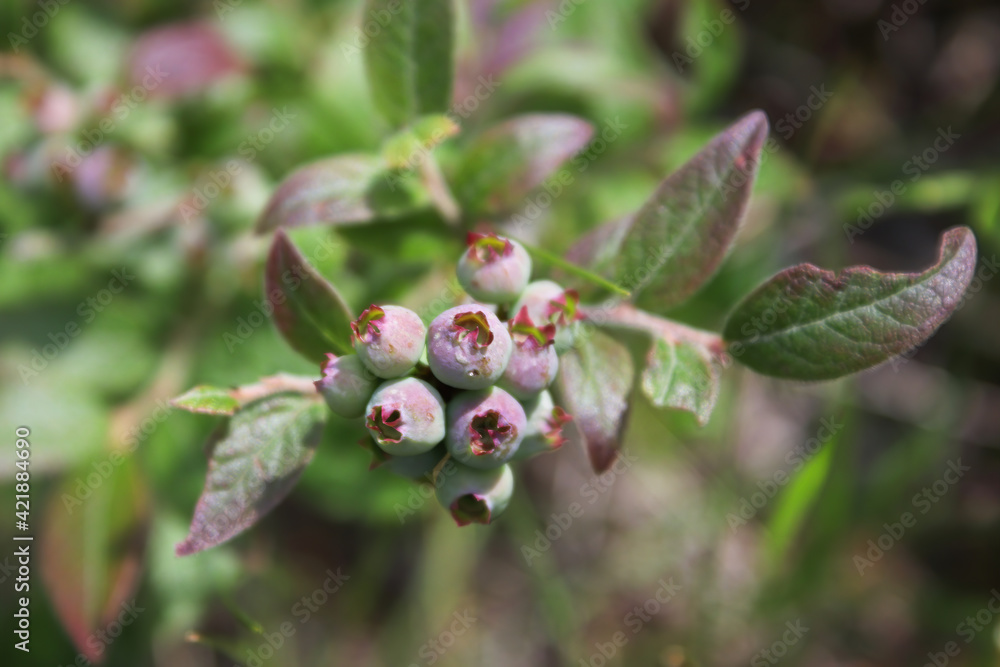Macro of green wild blueberries growing in summer Macro of green wild blueberries growing in summer