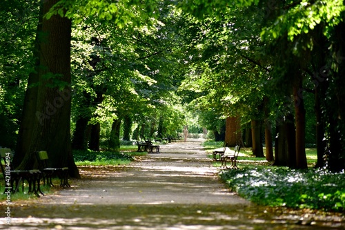 Obraz na płótnie Park, Łazienki Królewskie w Warszawie, alejki spacerowe w salonie
