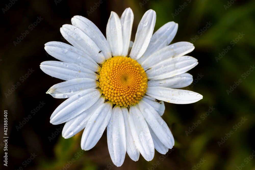 Obraz premium Macro Daisy with Dew Drops
