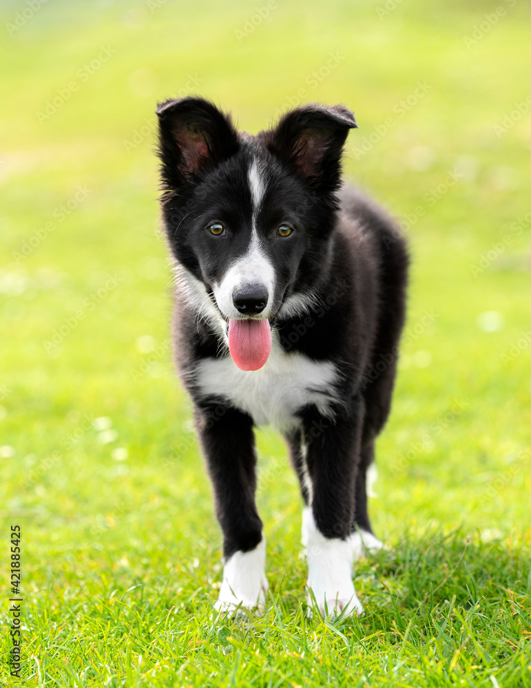 Border collie puppy looking at camera