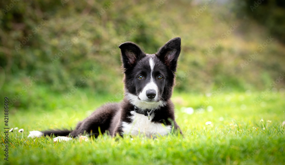 Border collie puppy looking at camera in the grass