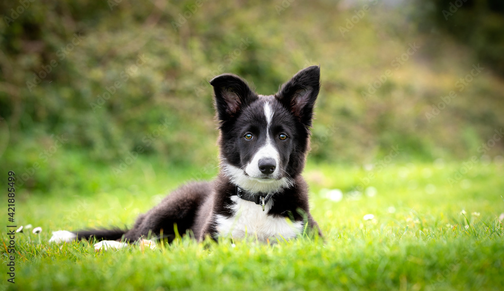 Border collie puppy looking at camera in the grass Border collie puppy looking at camera in the grass
