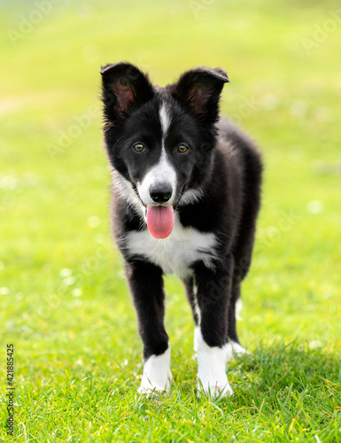 Border collie puppy looking at camera