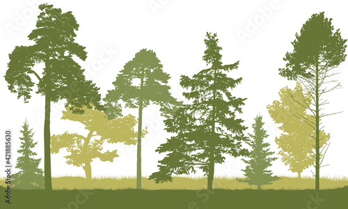 Silhouette of spring forest. Beautiful fir trees  pine  coniferous trees. Vector illustration.
