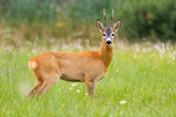 Roe deer standing on green meadow in summertime nature