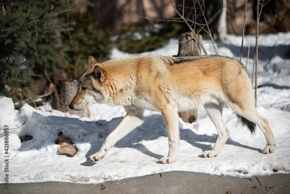 Fototapeta premium wolf male in the wild in winter