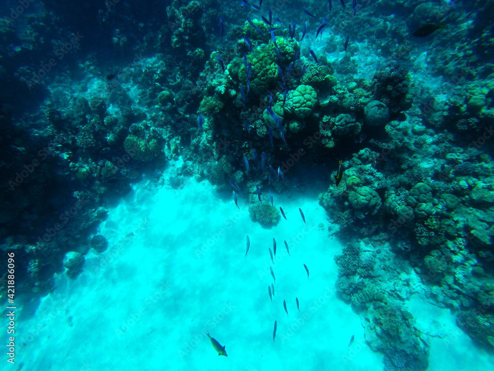 Fototapeta premium diving