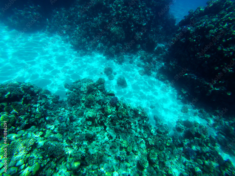Obraz premium red sea