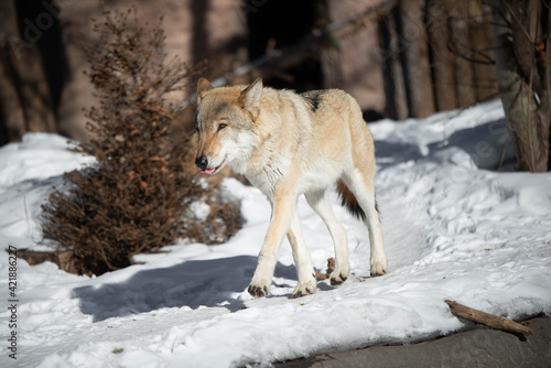 wolf male in the wild in winter