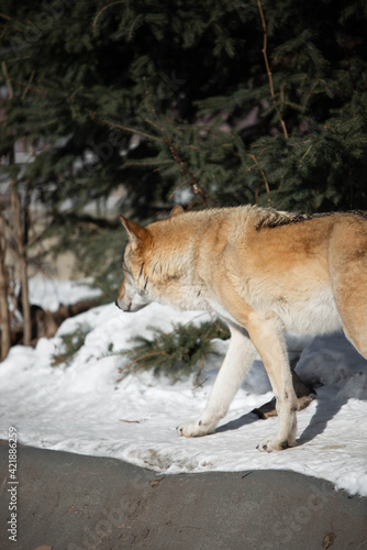wolf male in the wild in winter