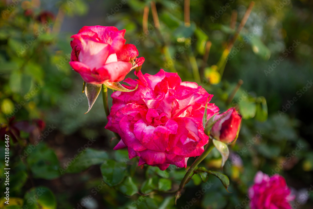 Fototapeta premium Red Roses in the Garden