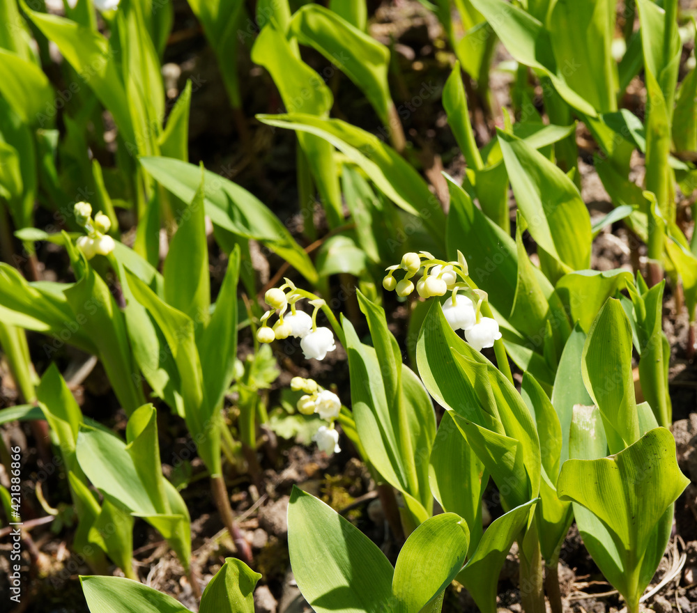 Stems apex with cluster of white bell-shaped flowers of Lily of the valley or Convallaria majalis Stems apex with cluster of white bell-shaped flowers of Lily of the valley or Convallaria majalis