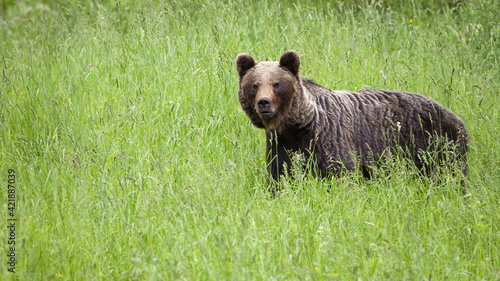 brown bear standing on grassland in summer nature.