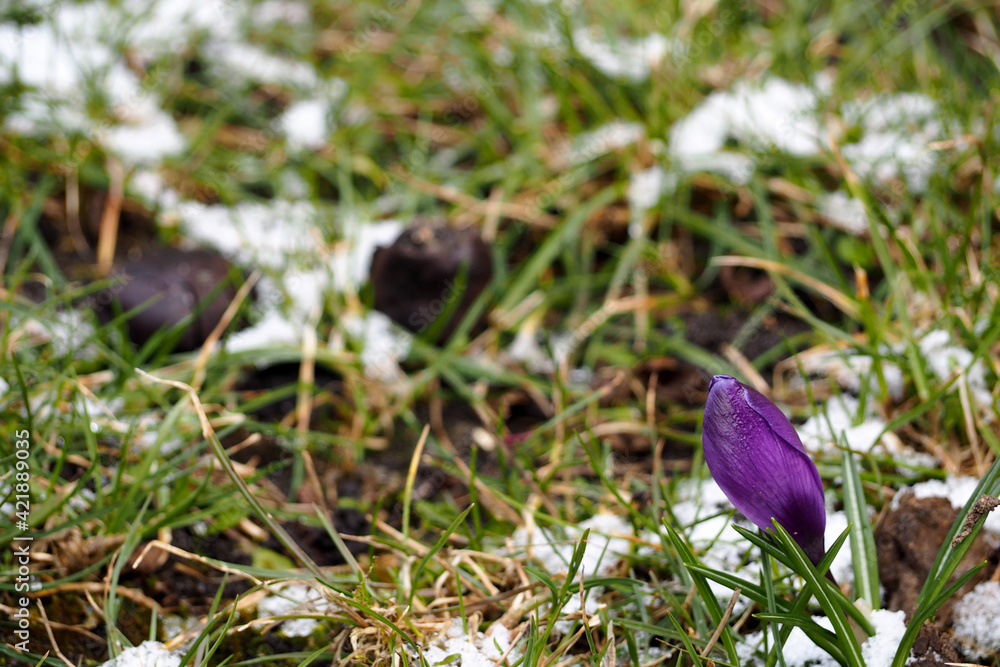 lilac crocus bud grows in the garden among green grass and white snow in early spring side view
