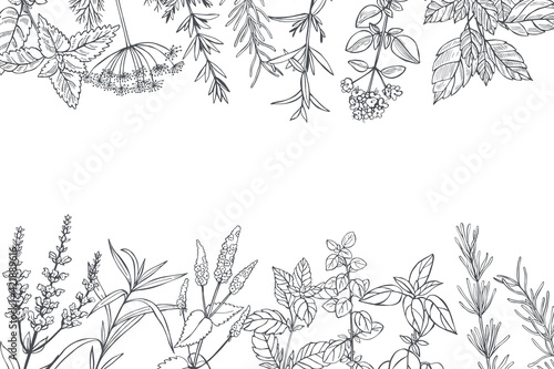  Spicy herbs.  Vector background.
