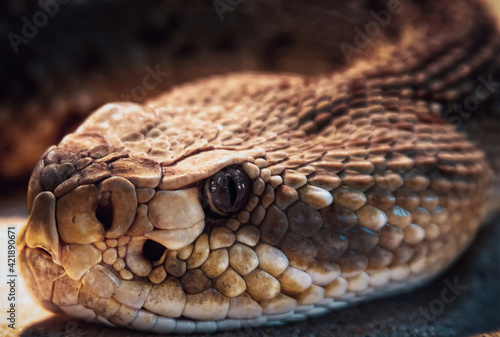close-up of a poisonous viper