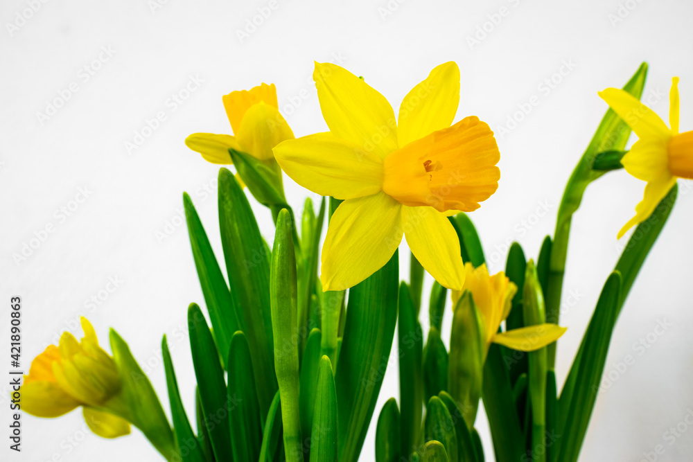 Obraz premium Beautiful yellow daffodils against white background