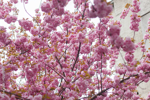 Wallpaper Mural Beautiful blooming sakura branches in sunny light. Pink japanese cherry blossoms in spring park Torontodigital.ca