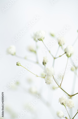 Baby's Breath Flowers on White Background