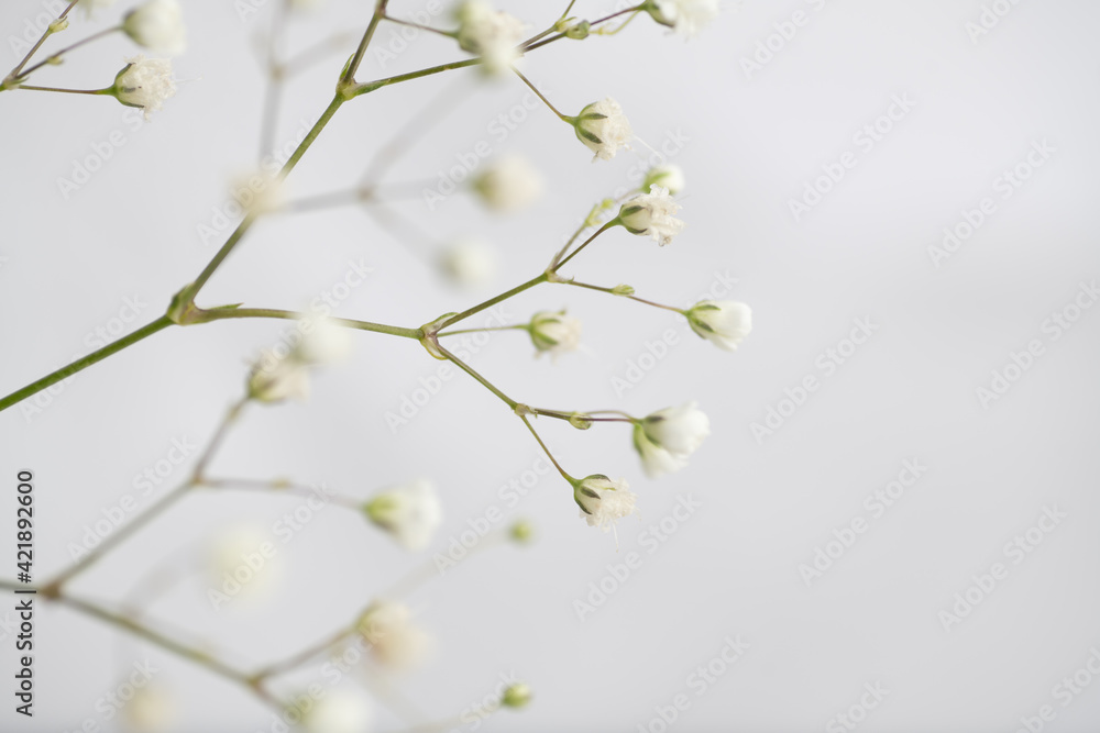 Baby's Breath Flowers on White Background Baby's Breath Flowers on White Background