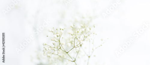 Baby's Breath Flowers on White Background