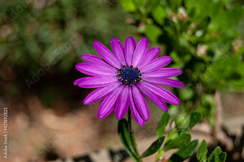 Flor